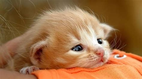 Cute Baby Cats Wallpapers Group (76+)