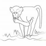 Chacma Baboon Coloring Page For Kids  Free Printable sketch template