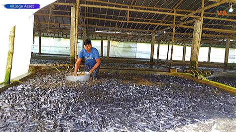 Awesome! Hybrid Magur Fish Farming Business in Asia | Catfish Farming in Village Tank - YouTube