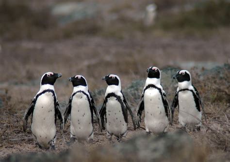 African Penguin - Life of Sea