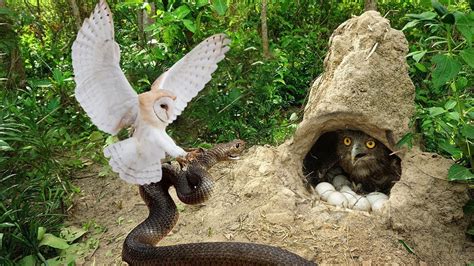 Owl Eating Snake