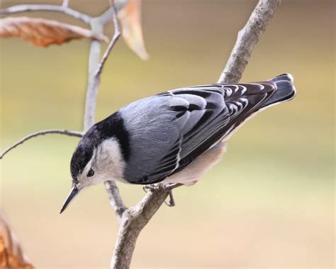 White-breasted Nuthatch male - FeederWatch