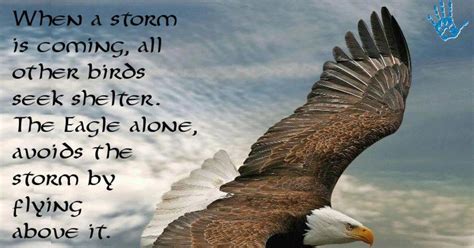 If You Want To Soar With The Eagles Quote / Bald Eagle Quotes And ...