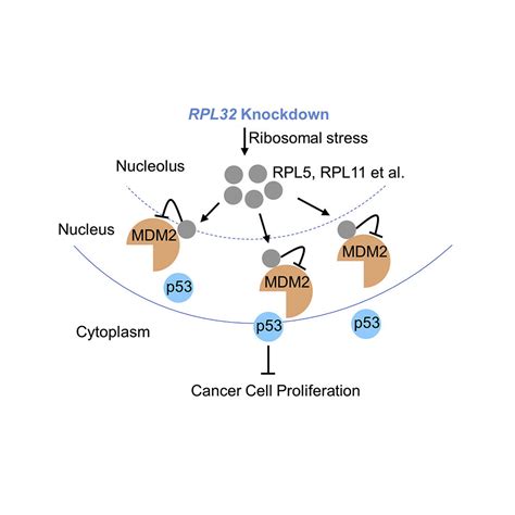 TP53 gene – tumor protein p53