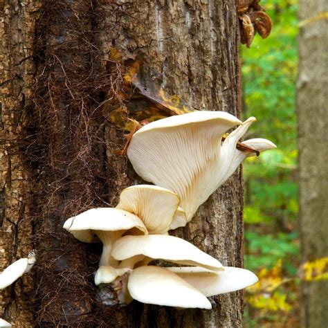 Oyster Mushroom: Identification, Foraging, and Cooking - Mushroom ...