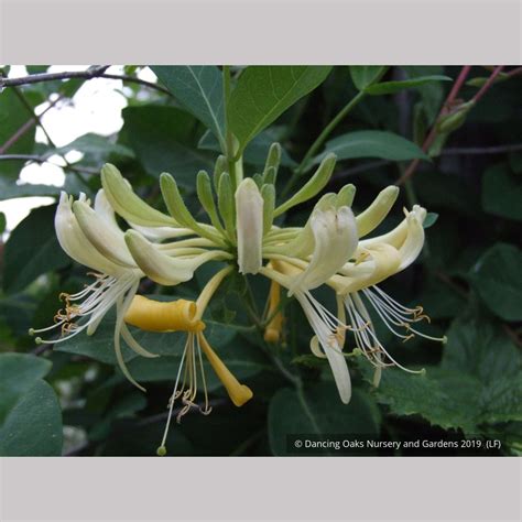 Lonicera periclymenum 'Graham Stuart Thomas', Honeysuckle – Dancing ...