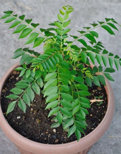 curry leaves curry leaf plant kadi patta murraya koenigii limdi plant 12 seeds | eBay | Curry ...