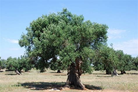 Propiedades de los maravillosos Olivos | Invasive plants, Olive tree, Plants