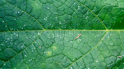 green leaves texture as background 16206182 Stock Photo at Vecteezy