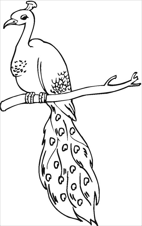 Peacock Coloring Pages - ColoringBay