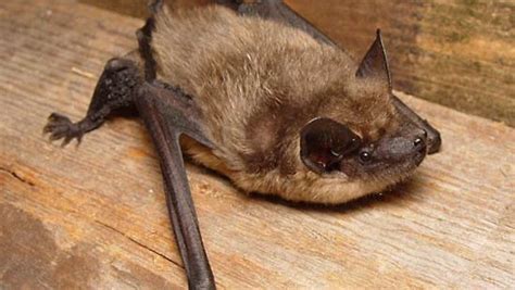 Serotine | bat species | Britannica