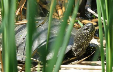 European Pond Turtle | The Animal Facts | Appearance, Diet, Habitat