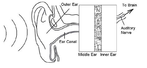 Schematic diagram of hearing sense organ | Download Scientific Diagram