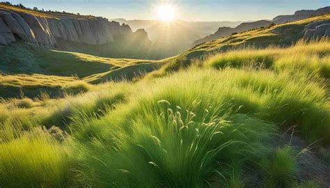 Native Grass Landscaping: Eco-Friendly Beauty