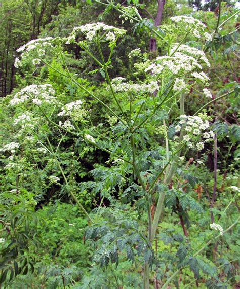 POISON HEMLOCK: (Conium maculatum). Photographed May 28, 2017 in Center ...