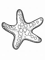 Print 25  Free Starfish Coloring Pages For Kids ⭐🐟 sketch template