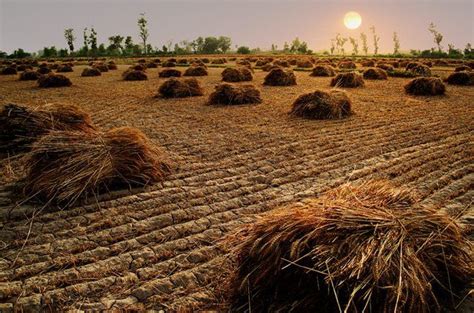 Fields in Punjab Pakistan - Harvest time ! | People of pakistan, Pakistan, Places to go