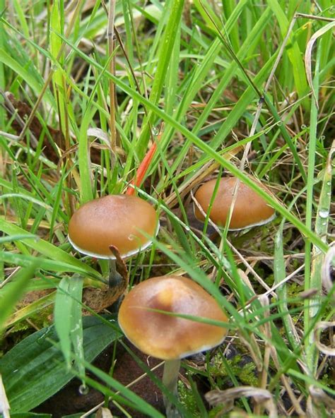 Psilocybe subaeruginosa: Australia’s Famed Magic Shroom | DoubleBlind Mag