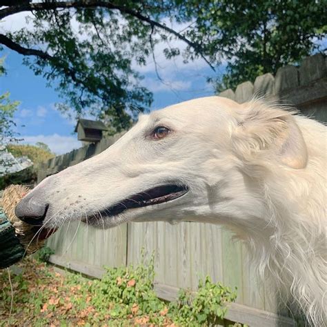 Meet Eris, The Borzoi Sighthound Dog With The World’s Longest Nose