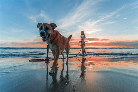 Do Dogs Know They Are Being Photographed