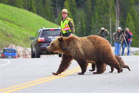 IMG_2240 Grizzly Bears Crossing, Yellowstone National Park… | Flickr