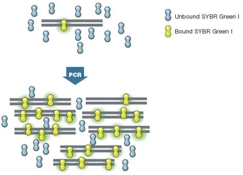 SYBR® Green for qPCR | Bio-Rad