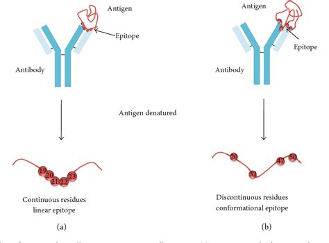 [PDF] Fundamentals and Methods for T- and B-Cell Epitope Prediction ...