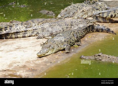 Adult crocodiles at rest and sleeping Long Xuyen Crocodile Farm, Mekong Delta, Vietnam Stock ...