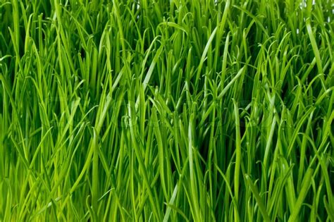 Close up of fresh spring grass | Stock Photo | Colourbox