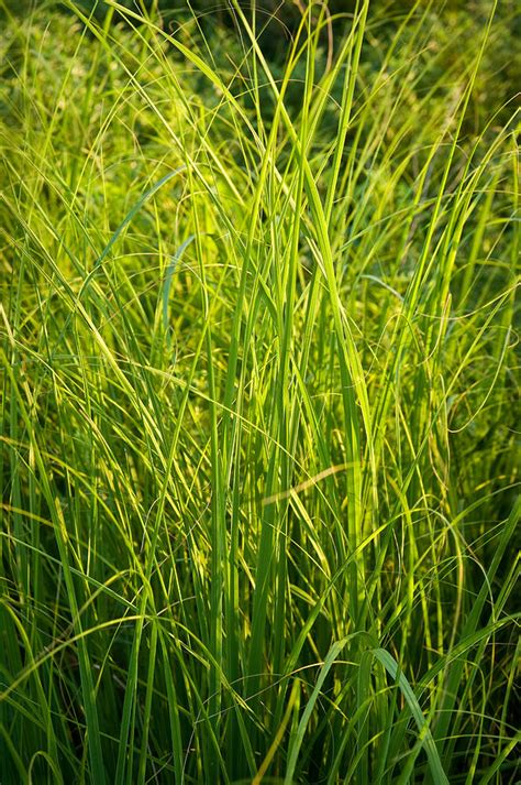 Midwest Prairie Grasses Photograph by Steve Gadomski - Fine Art America