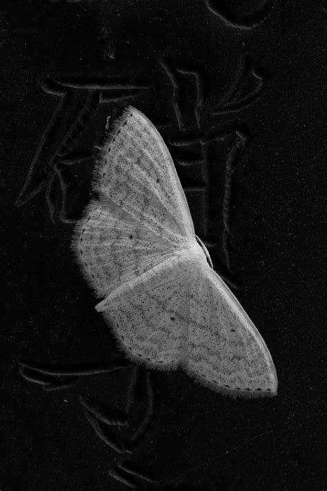 A tiny moth perched on a bit of kanji at Fushimi-Inari Taisha in Kyoto, Japan. | Smithsonian ...