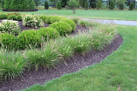 Pennisetum 'Hameln' - Dwarf Fountain Grass Privacy Landscaping, Garden Landscaping, Landscaping ...