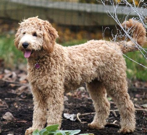 Black Goldendoodle Teddy Bear Cut - Pin by Pat Huston on Grooming ...