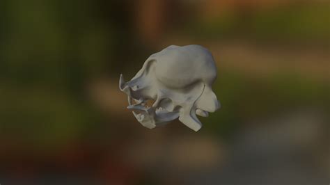 Raccoon Skull - Download Free 3D model by Hassam Jafri (@hassamhas ...