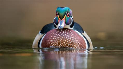 Wood Duck | Audubon Field Guide
