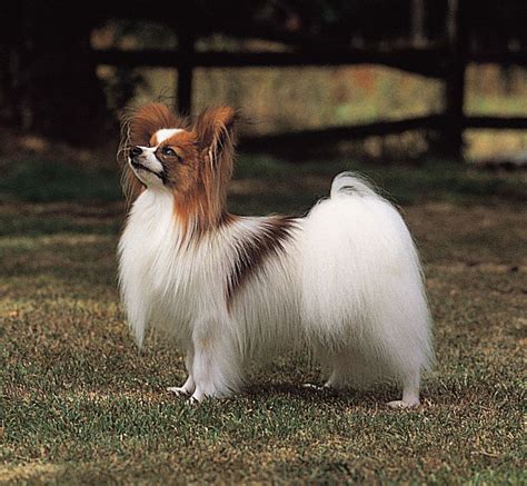 Papillon | Breed, Care, Upkeep, Temperament, Toy Dog, Intelligence ...