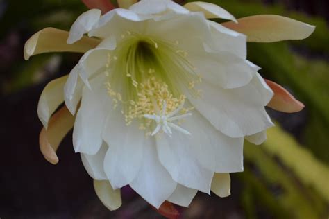 White Cactus Flower by MayEbony on DeviantArt