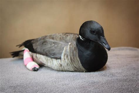 Brant Goose - Wild Bird Fund