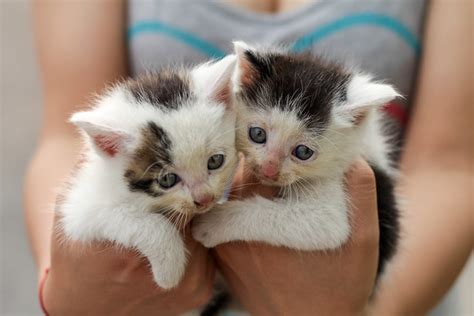 Twin cats | Flickr - Photo Sharing!