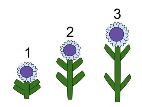 Gibberellin: Definition, Function, Structure and Uses | Biology Dictionary