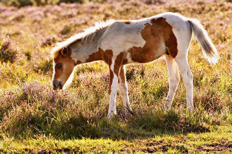 New Forest Pony Foal At Sunset | A New Forest Pony foal near… | Flickr