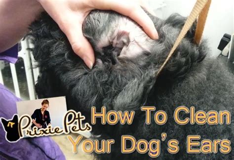 How To Remove Ear Wax From My Dog - HOWTORMEOV