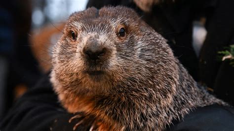 Groundhog Day 2023: See if Punxsutawney Phil predicts an early spring ...