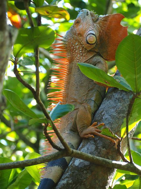 PHOTOS: a visual diary of Cahuita in Costa Rica - Tiny Travelogue