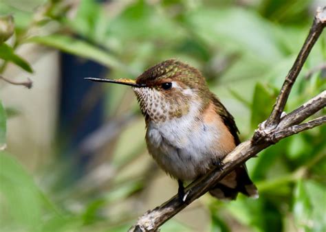 The Azure Gate: Hummingbirds of Arizona: Rufous Hummingbird