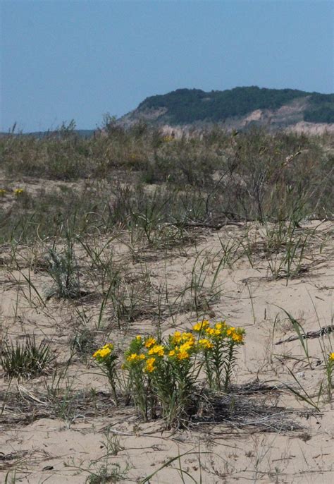 flowers at beach – 3 Treks and a Chevy