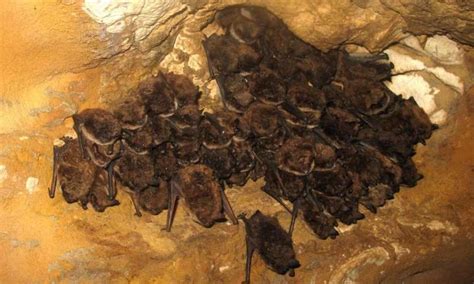 Found: An Unusually Situated Bat Cave - Atlas Obscura