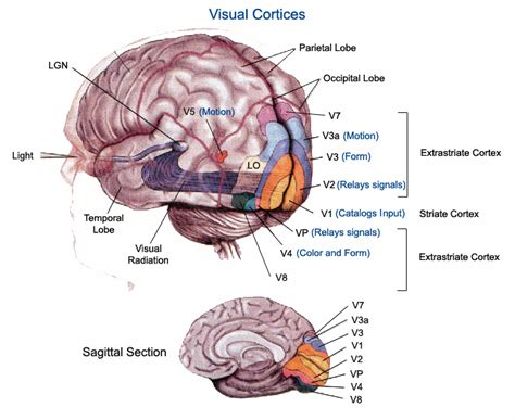 A Collection of Writing on Consciousness, the Brain, and Literature » fMRI Scans: Synesthesia is ...