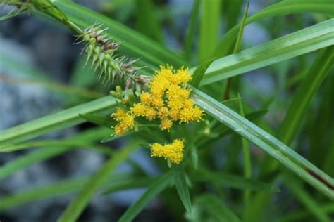 The Different Types of Goldenrod (Invasive) - Garden Lovers Club