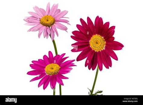 Flowers of pyrethrum, isolated on white background Stock Photo - Alamy